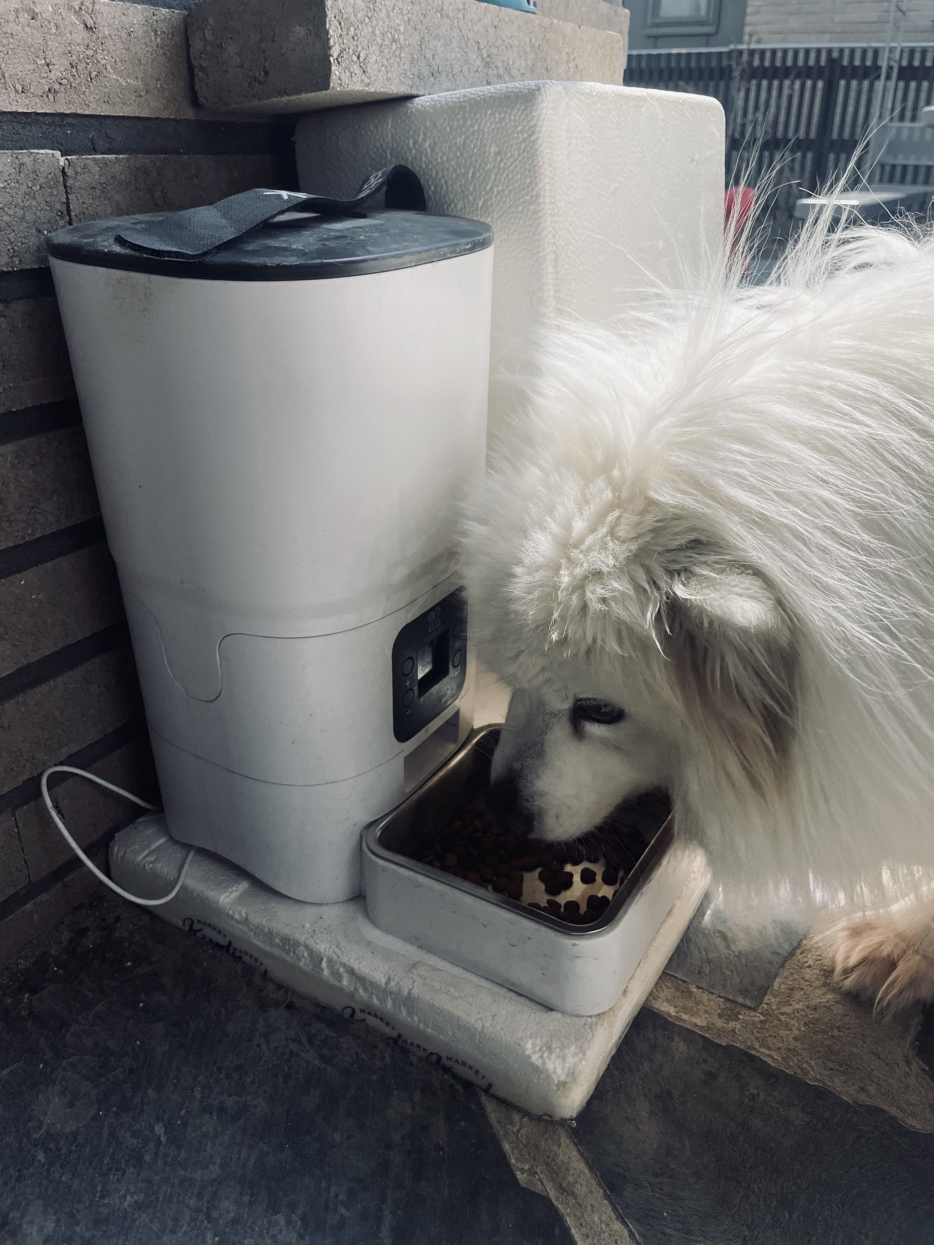 반려견의 밥먹는 태도에서 느껴지는 감정, 말 없는 대화