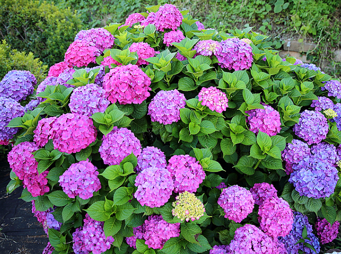 남해 다랭이마을 수국길