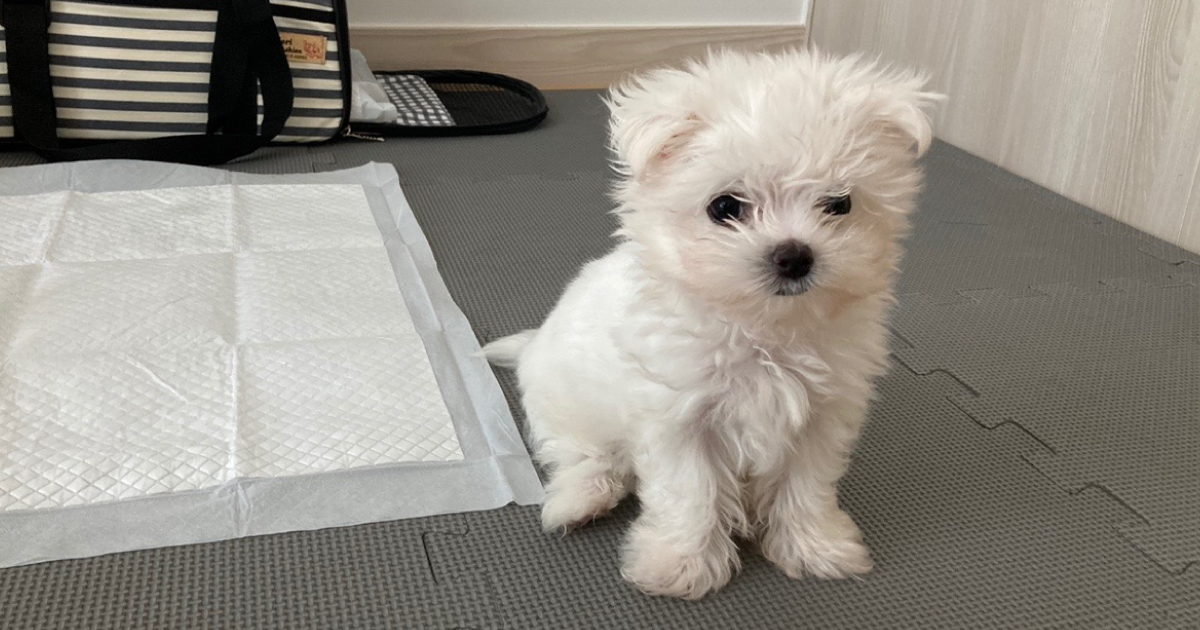 아기 강아지가 배변 패드 옆에서 배변 준비를 기다리는 상태