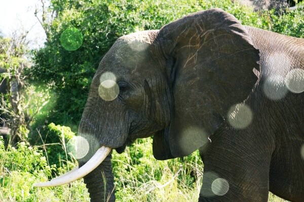 정글배경-코끼리-옆모습