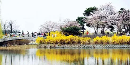 일산 호수공원 벚꽃