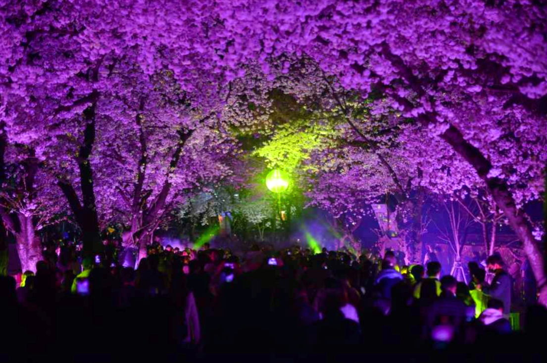 경주 대릉원 돌담길 벚꽃축제