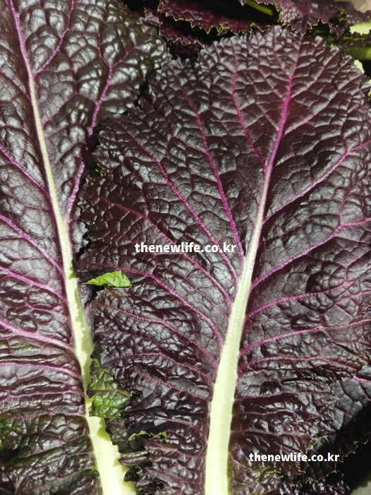 지용성 비타민과 베타카로틴 효능 성분이 가득하여 견과류 쌈장과 잘 어울리는 적겨자 근접 사진