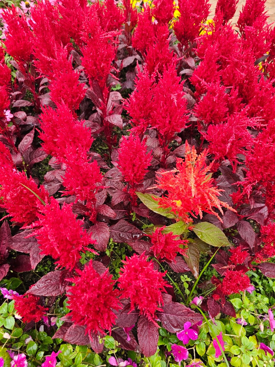 지역별 장애인 복지 만족도 차이