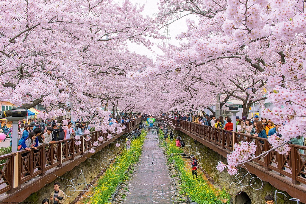 지역별 벚꽃 명소