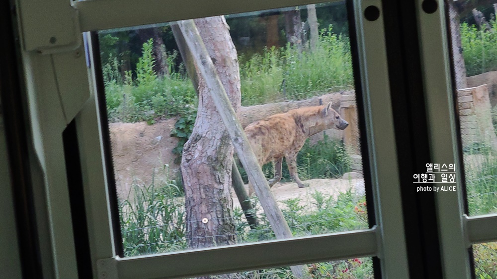 에버랜드 사파리 월드 꿀팁 (예약, 트램 좌석), 자유이용권 할인