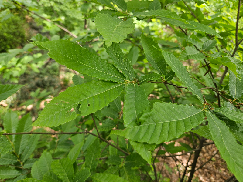 밤나무 잎2