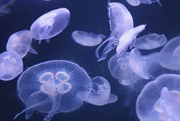 해파리에 쏘였을 때 대처법 경험담과 응급처치 방법