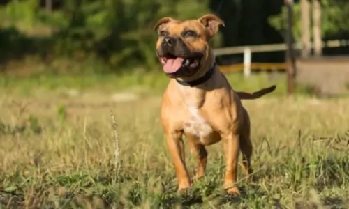 2025년 댕댕 트래킹 오픈 티켓 예매 안내