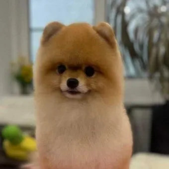 포메라니안 종류 18가지 털색깔 무늬 총정리 자료집_6