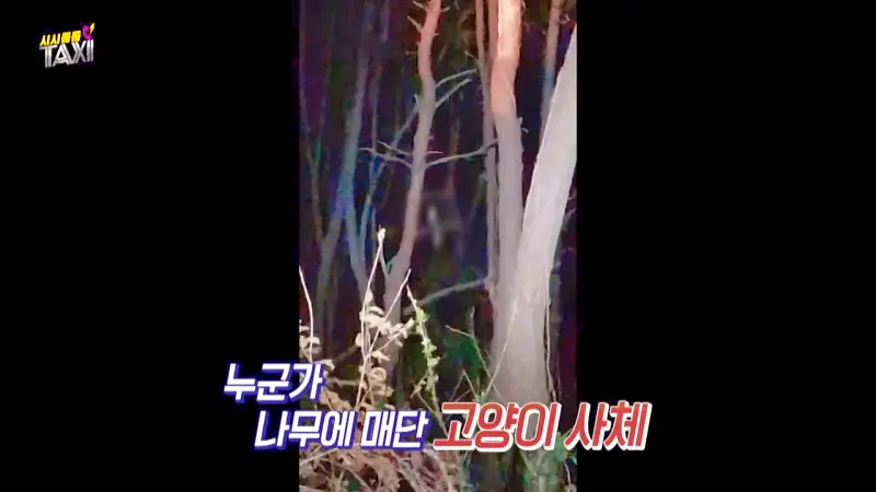 그알 그것이알고싶다 포항 고양이 연쇄 살해 사건 캣맘 불법 먹이 투기 행위 반대 캣 프레데터 강력 살인 범죄 징조 사례 1318회