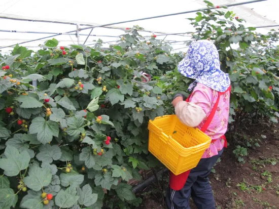 산딸기 재배 번식 방법 포트 묘 심기 잡초 관리_3