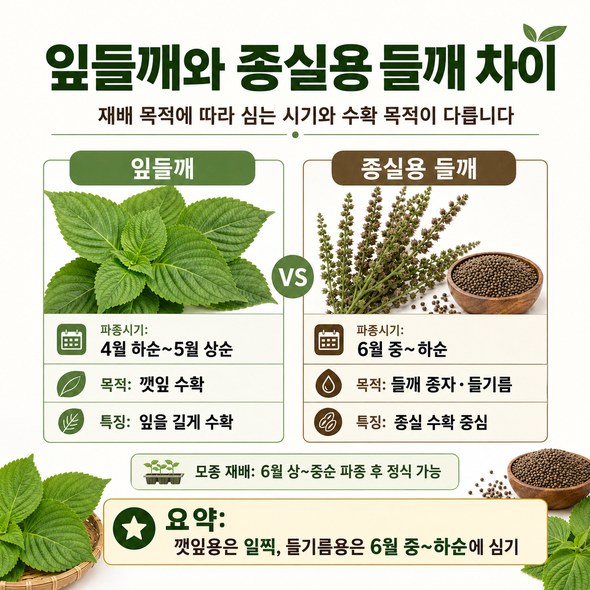 들깨 파종시기