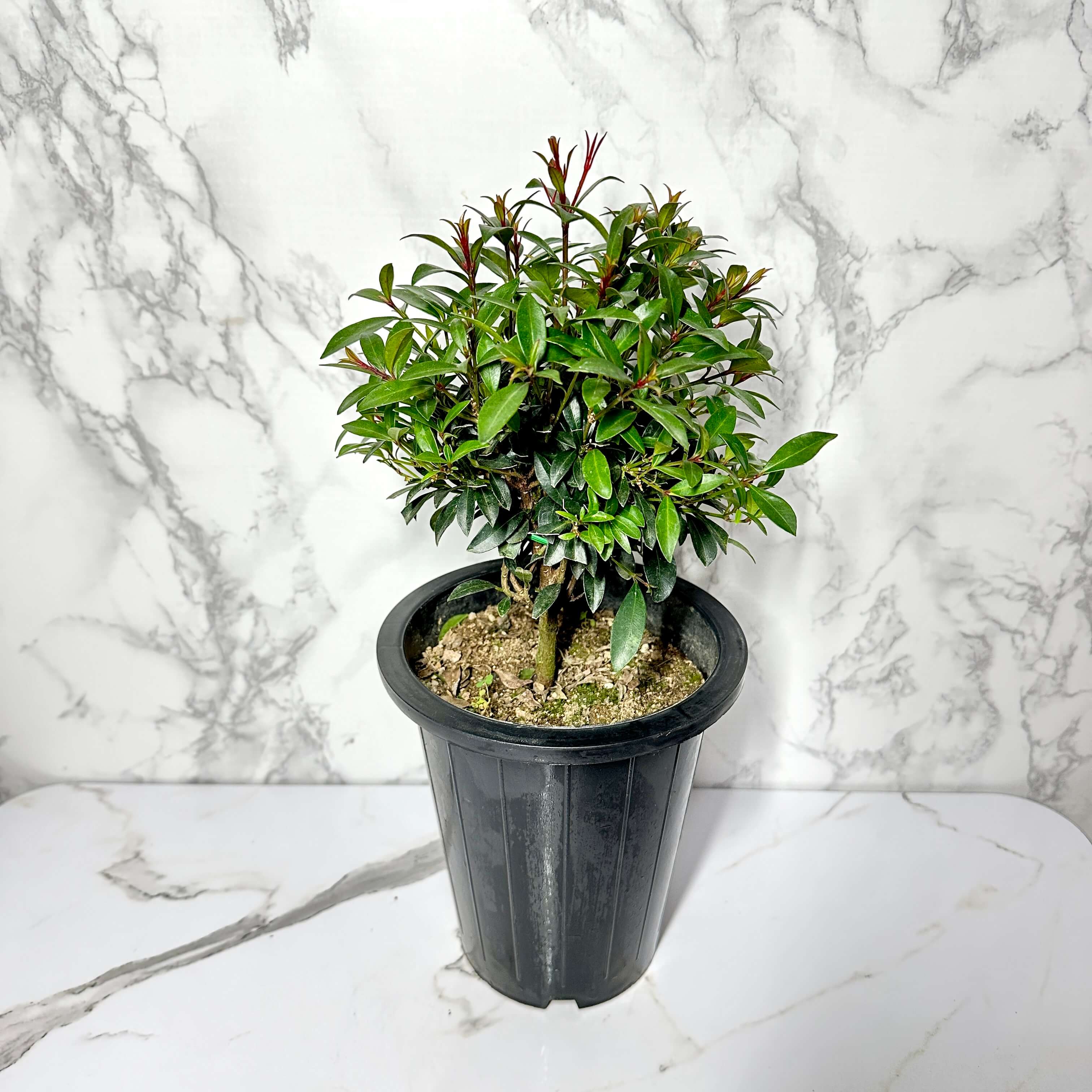 피어리스 키우기