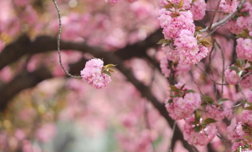 2024년 벚꽃 개화시기 벚꽃 만개시기 