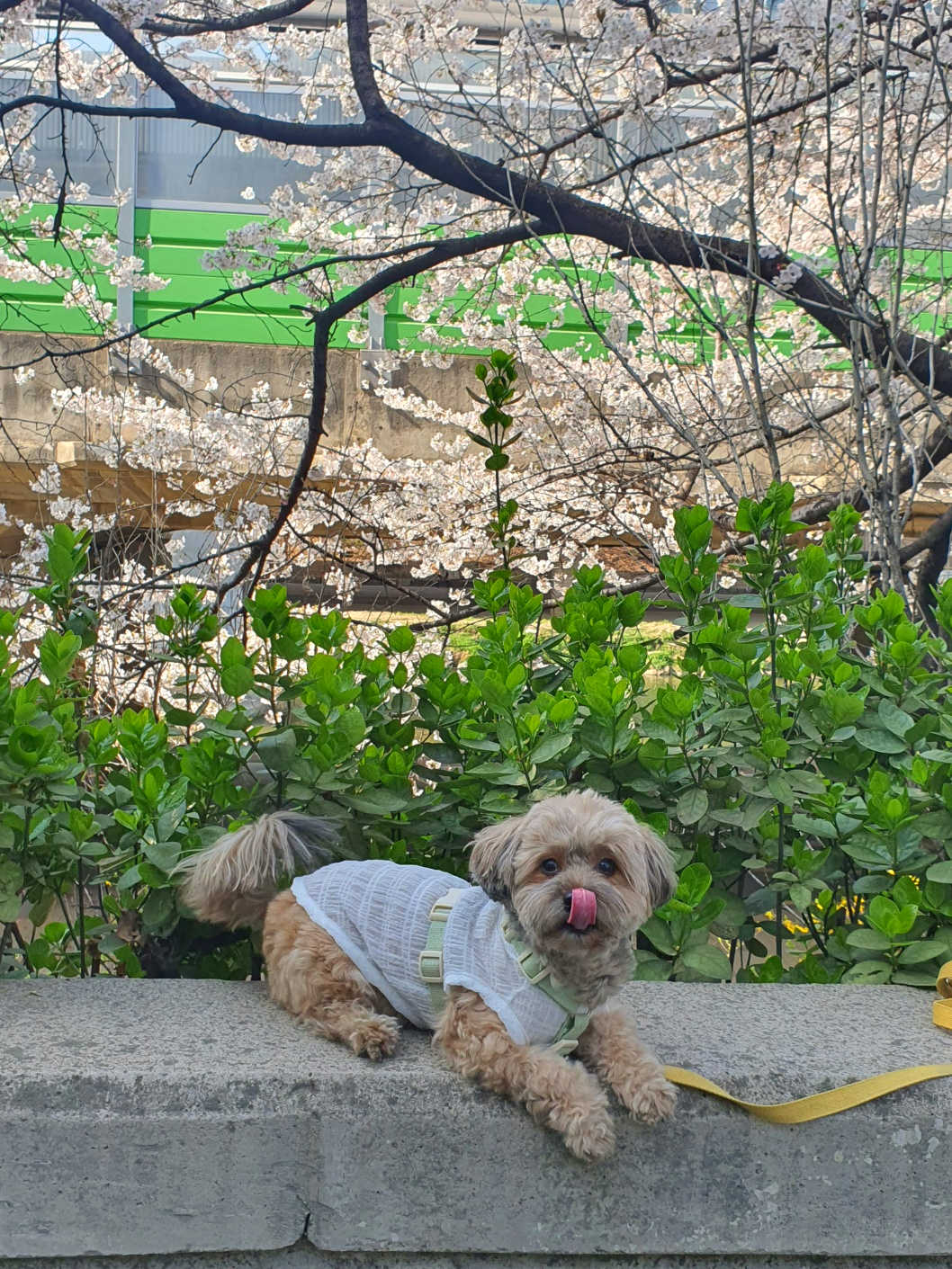 강아지와 벚꽃1