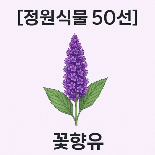 향기로 피어나는 꽃향유의 모든 것