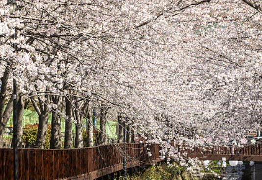 진해군항제 벚꽃 축제