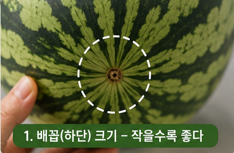 수박 배꼽