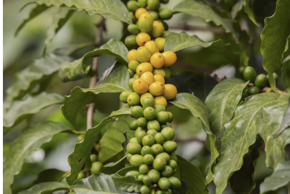 커피원두 홈가드닝 재배, 커피 열매
