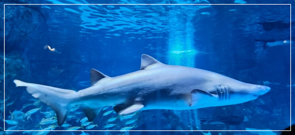 서울 가볼만한곳 베스트10 코엑스 아쿠아리움