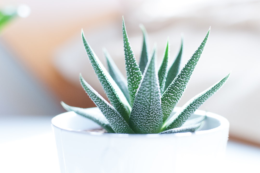 Succulent