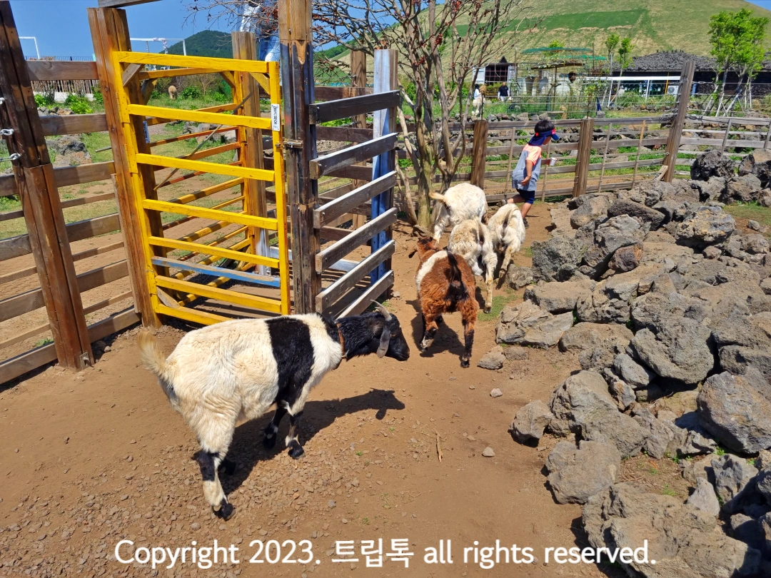 울타리 안에 들어간 아이를 따라다니는 염소