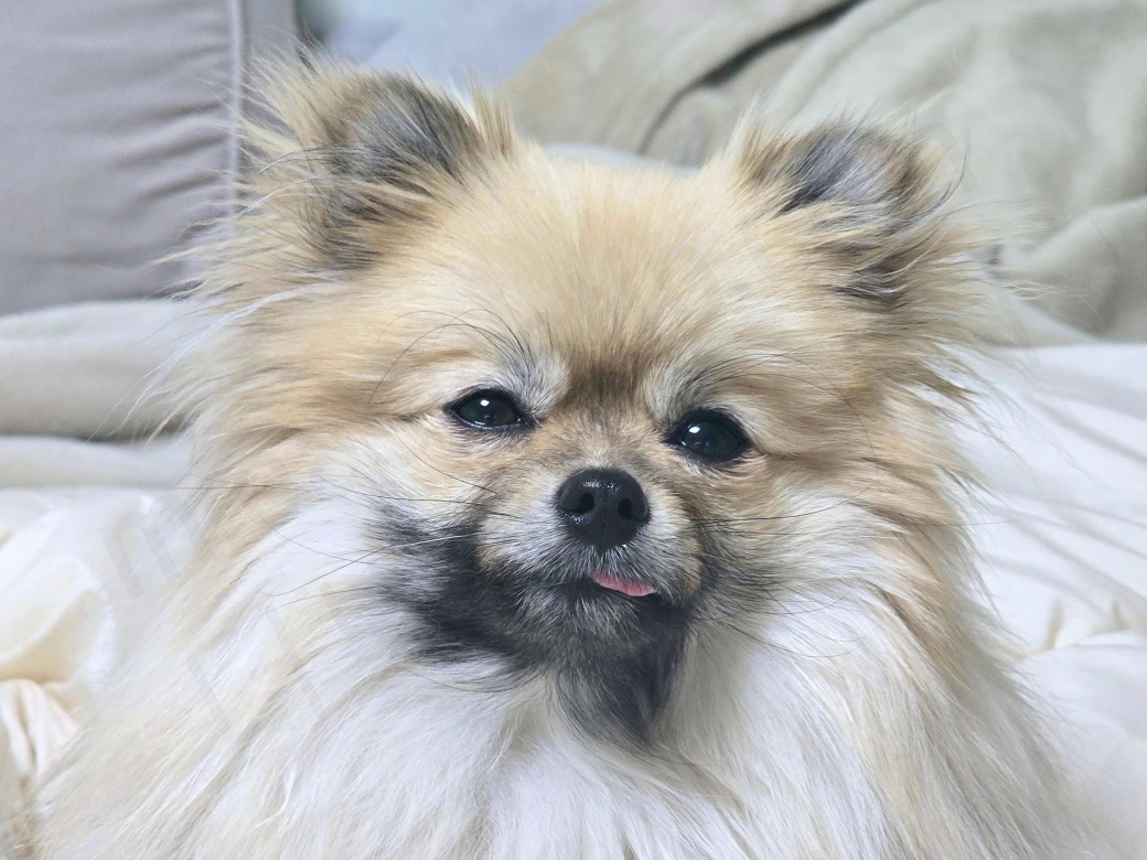 세이블 포메라니안