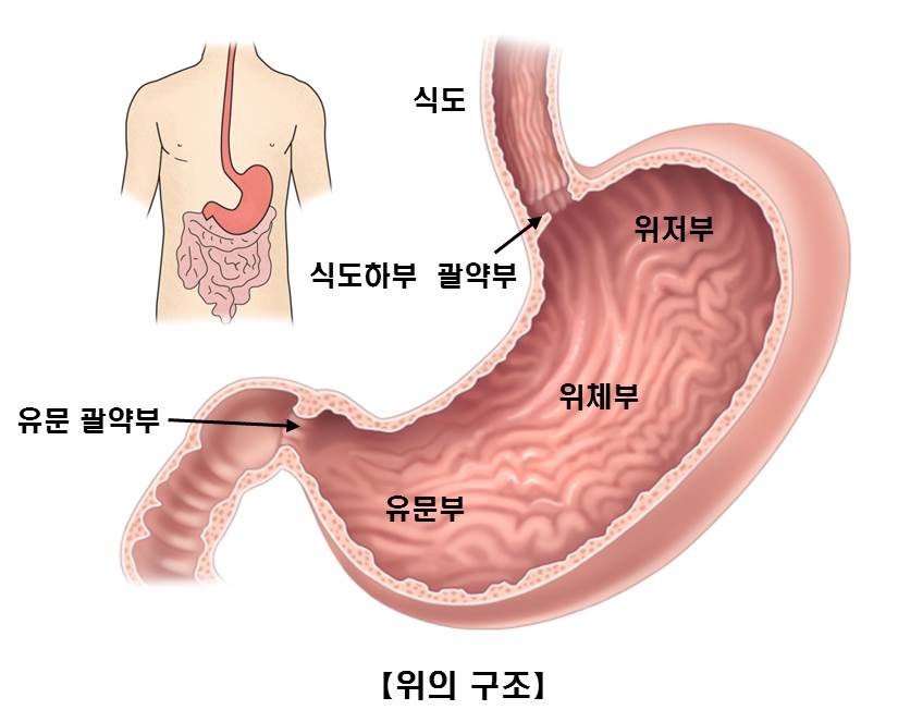 위암, 조기 발견과 예방을 위한 모든 것