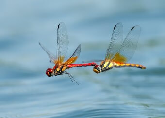 잠자리-두마리가-꼬리를-다른-놈-머리에-붙이고-날아가는-모습