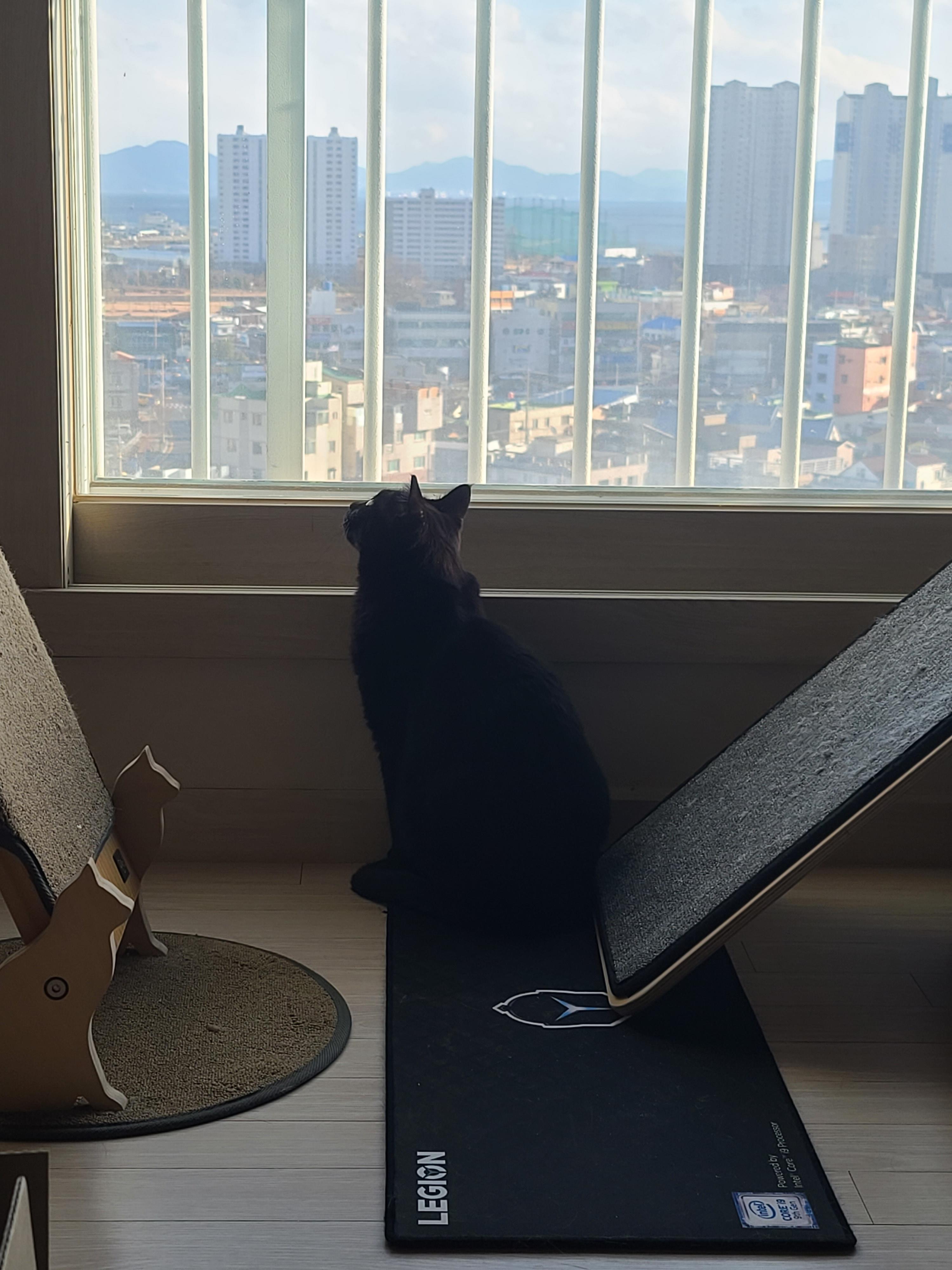 창문 밖이 궁금할 나이 ㅋㅋ (feat. 건이랑 막둥이)