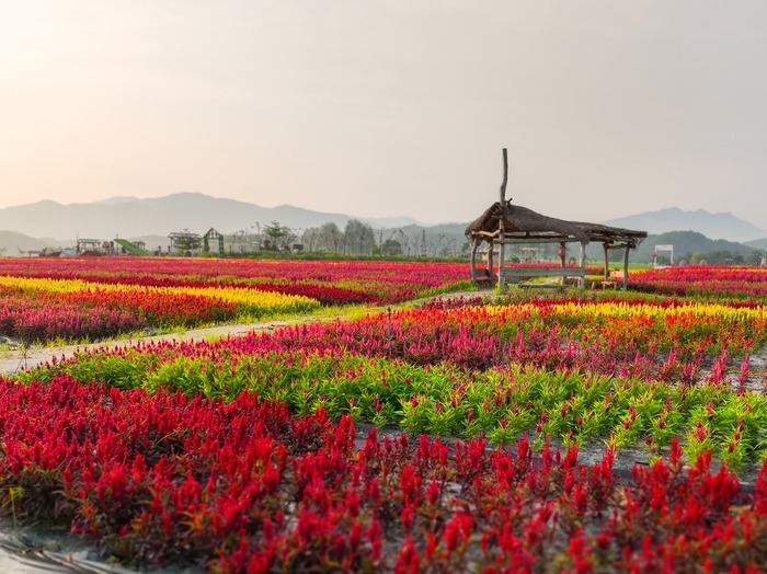 철원 고석정 가을 꽃밭 주요 볼거리