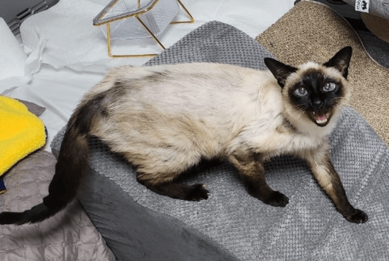 노령 고양이의 관절염 이해하기