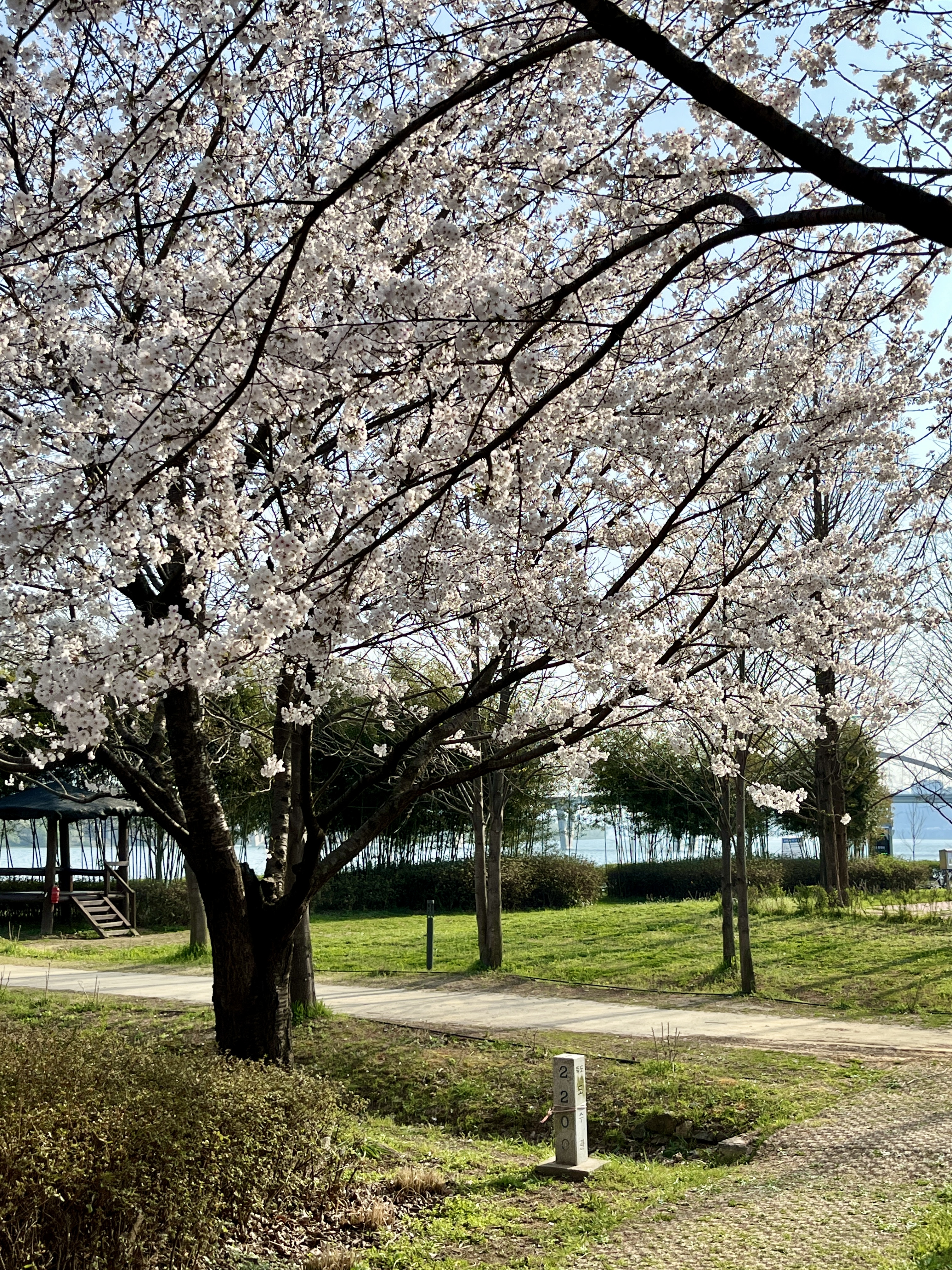 구리시민한강공원 벚꽃