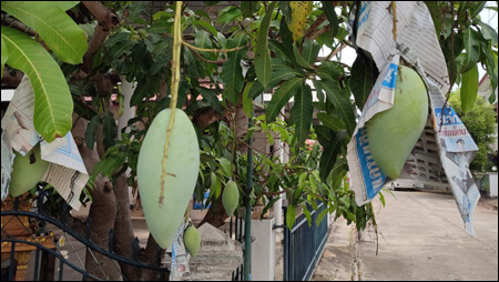 망고가 나무에 매달려 있는 모습