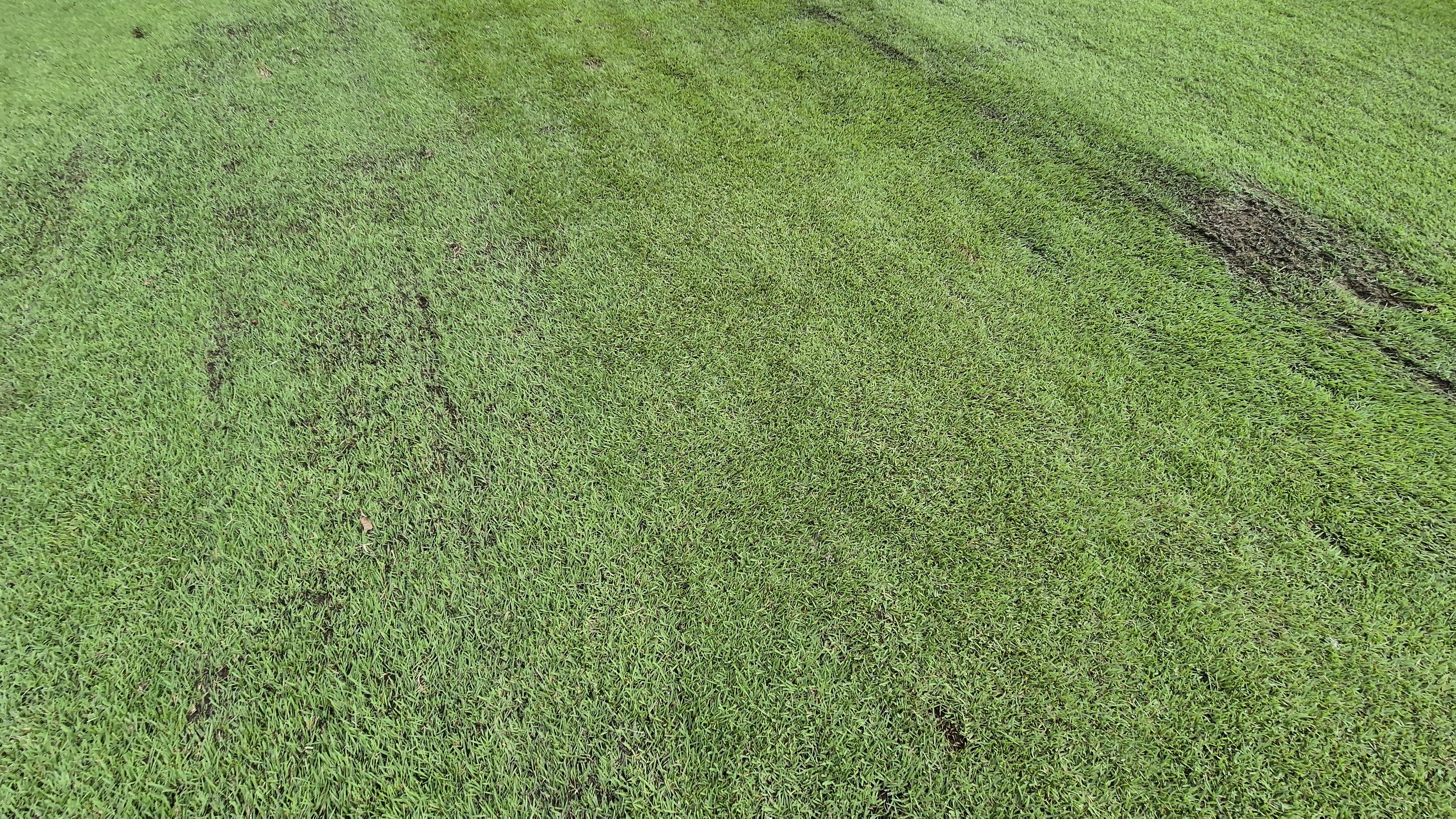 오크힐스cc 코스관리 상태