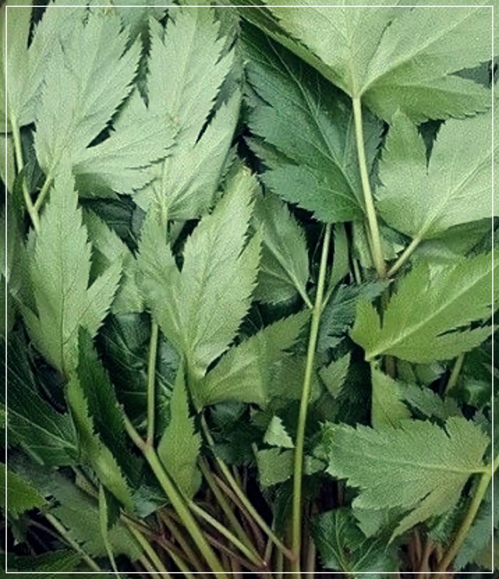 당귀차 효능 만드는 법 부작용 알아보기