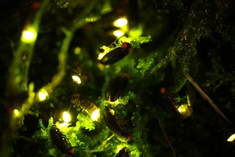 여름반딧불 체험장