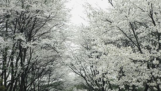 [아이 동반, 서울 근교 여행지]경기도 포천 서운동산｜딸기, 블루베리, 옥수수, 먹이주기, 밤줍기 등 체험 가득한 가족 여행지