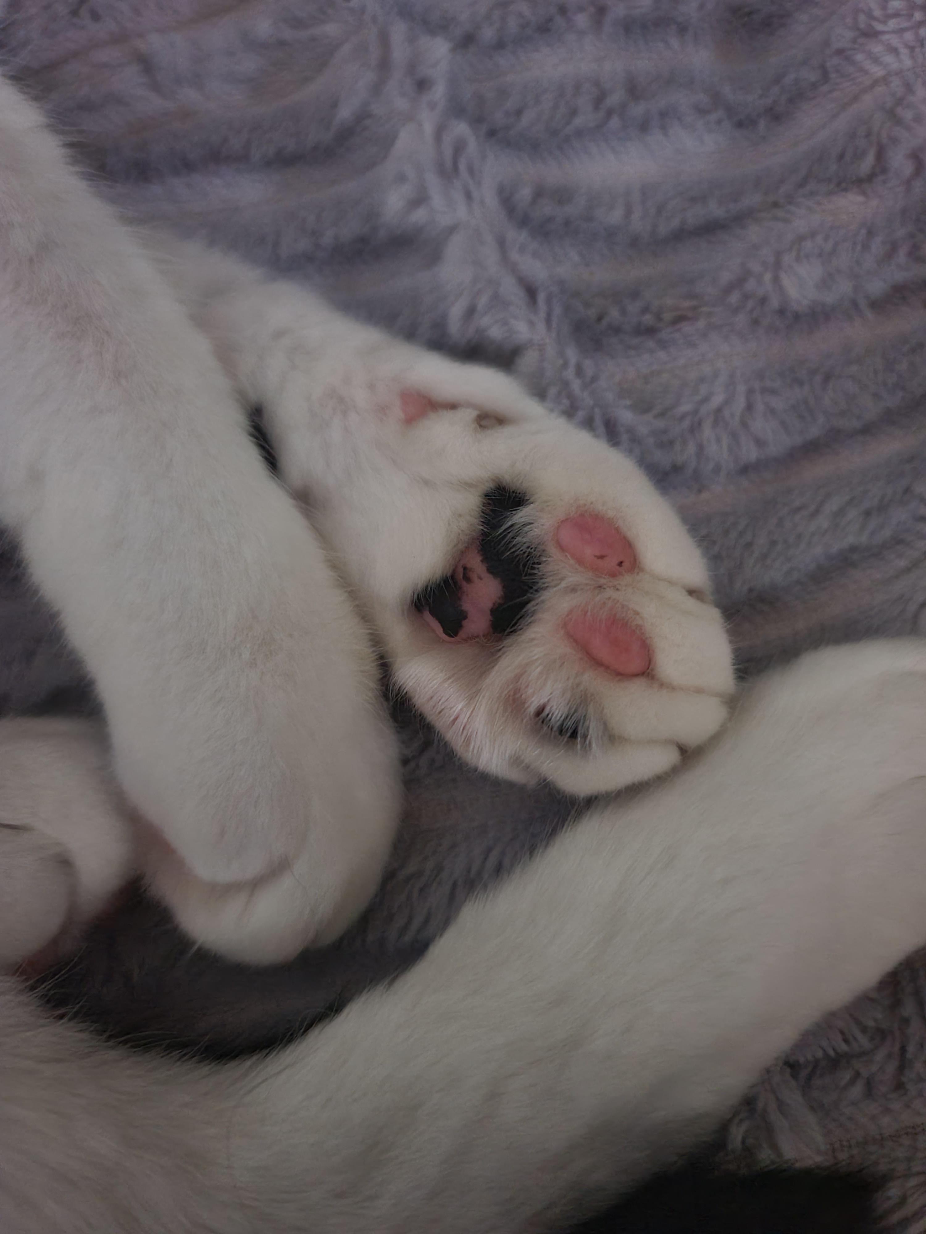 츤데레 다다. 잘때는 항상 엄마옆에 찾아오는 삼색이 고양이 다다.