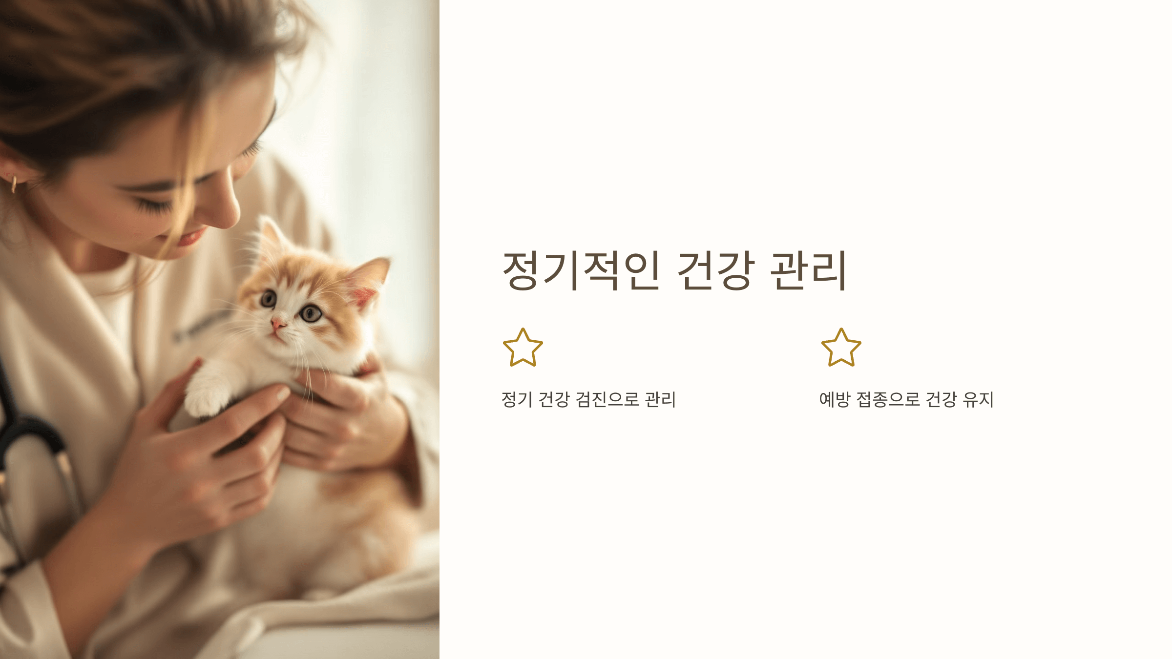 먼치킨 고양이 사진입니다.
