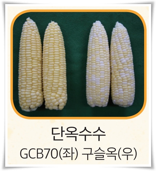 비타민 B, 철분, 식이 섬유가 풍부한 옥수수 재배하기!