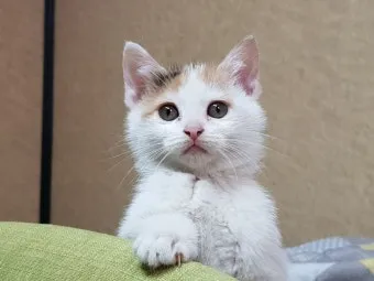 고양이 합사 방법 실패 스트레스 서열_6