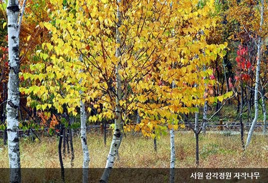 대전 한밭수목원 꽃구경