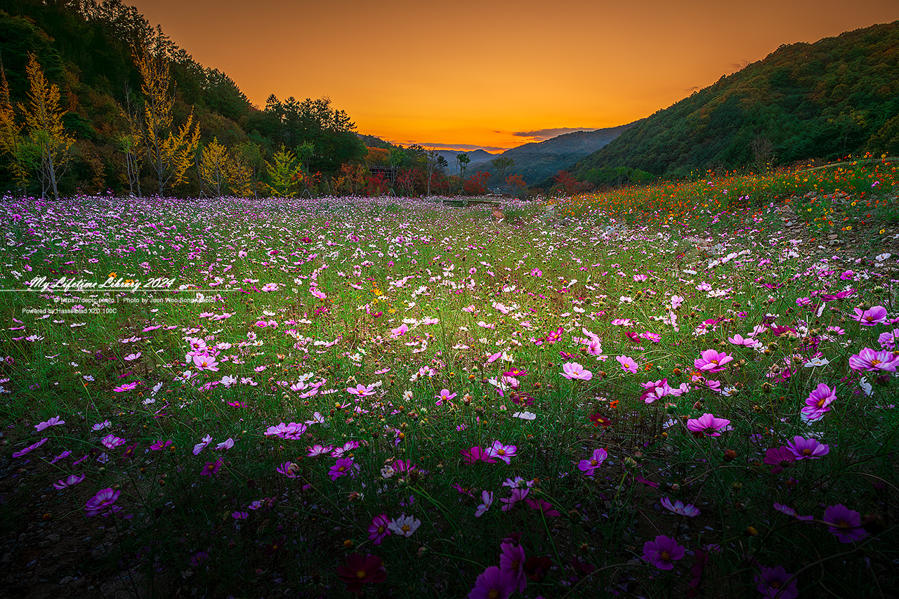 음성 봉학골산림욕장 코스모스 노을