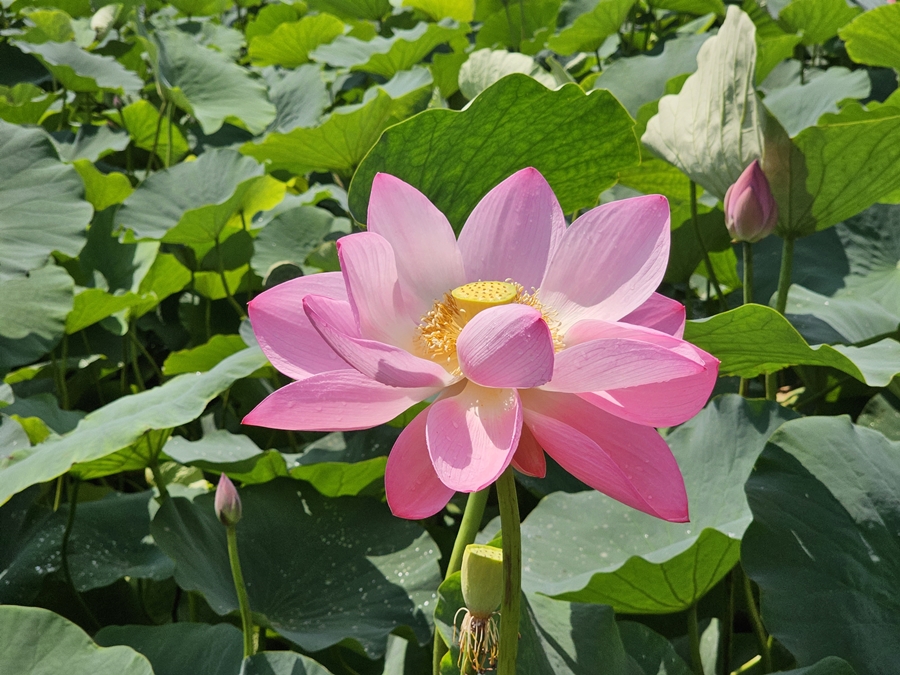 내동마을 연꽃단지