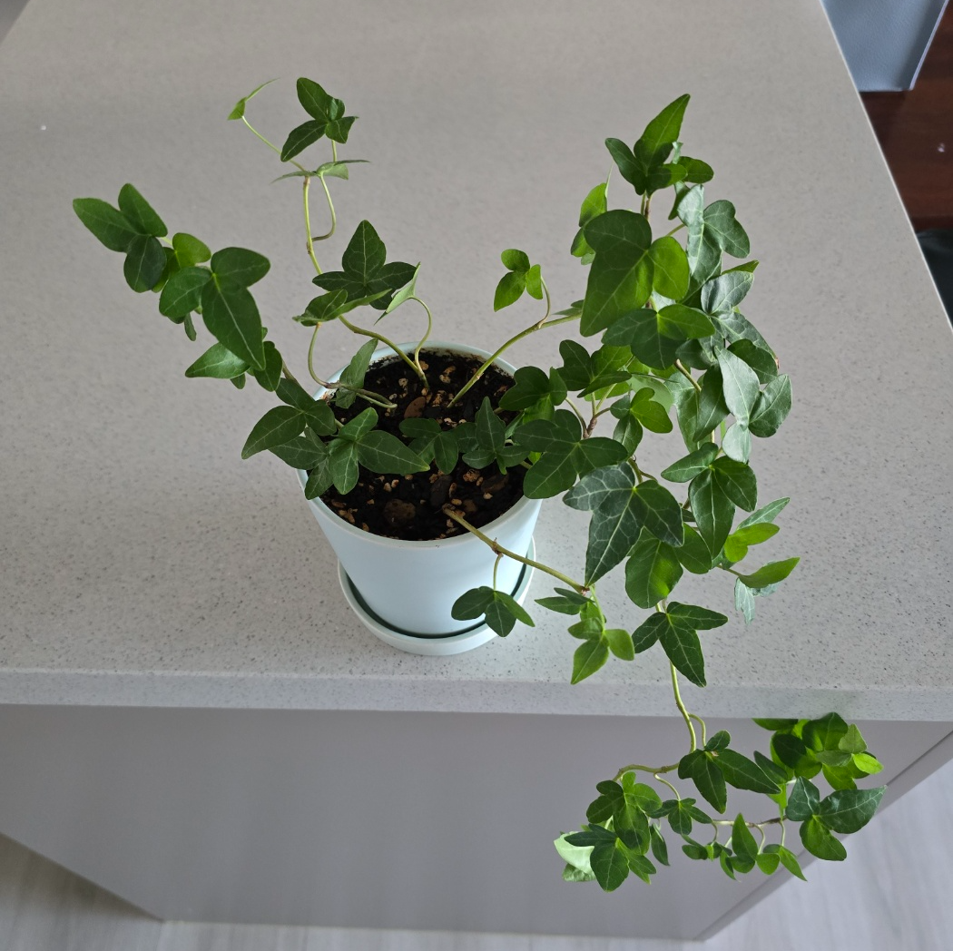 지금 현재의 아이비