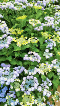 부산 태종대 수국축제