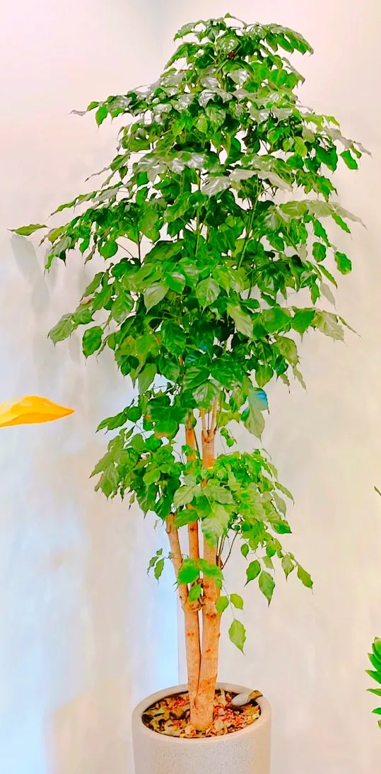 녹보수 물주기 광량관리 환기요령 비료주기 침실 거실 추천_1