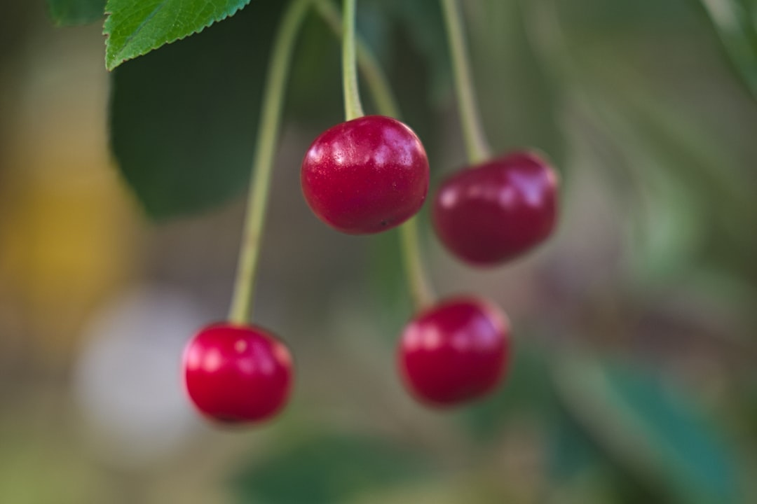 Bilberry